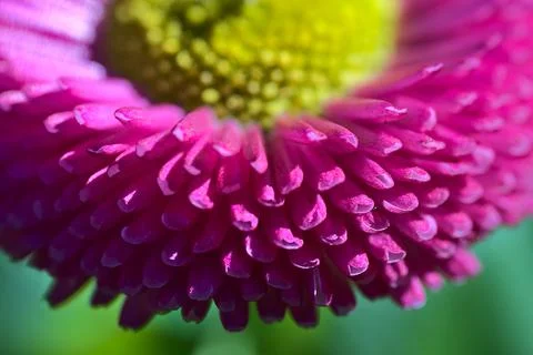 Beautiful macro side view of spring yellow stigma of single pink common daisy Foto stock
