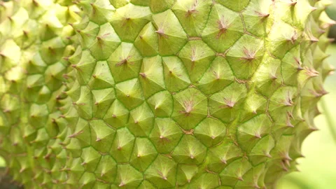 Beautiful Macro Texture Of Ripening Durian Skin Vídeo Stock 333835183