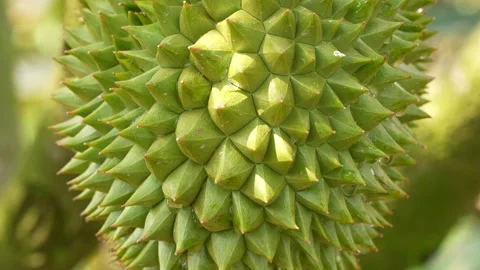 Beautiful Macro Texture Of Small Young Durian Fruit Видео 333832450