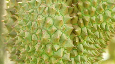 Beautiful Macro Texture Of Spiky Durian Skin Stock Footage 333834590