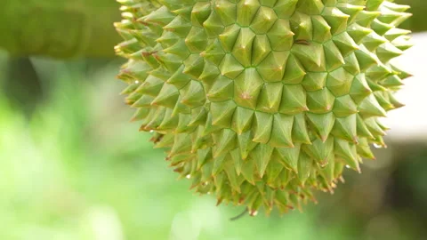 Beautiful Macro Of Tiny Baby Durian Fruit With Water Drops 스톡 동영상 333833635