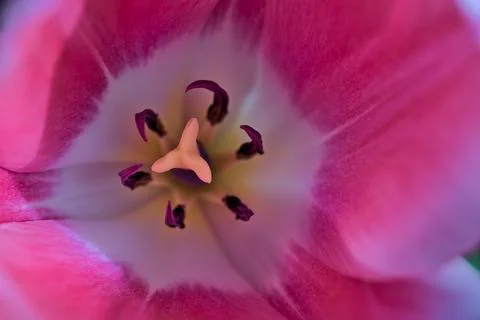 Beautiful macro top view of spring pink white yellow tulip petals in garden Stock Photos