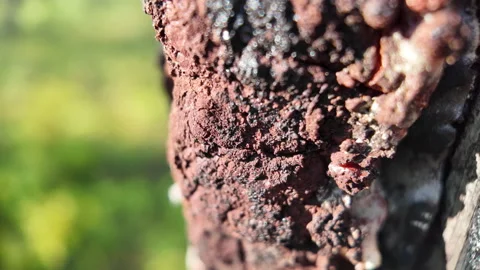 Beautiful macro video of native longleaf pine needles resting on the forest Stock Footage 339057574