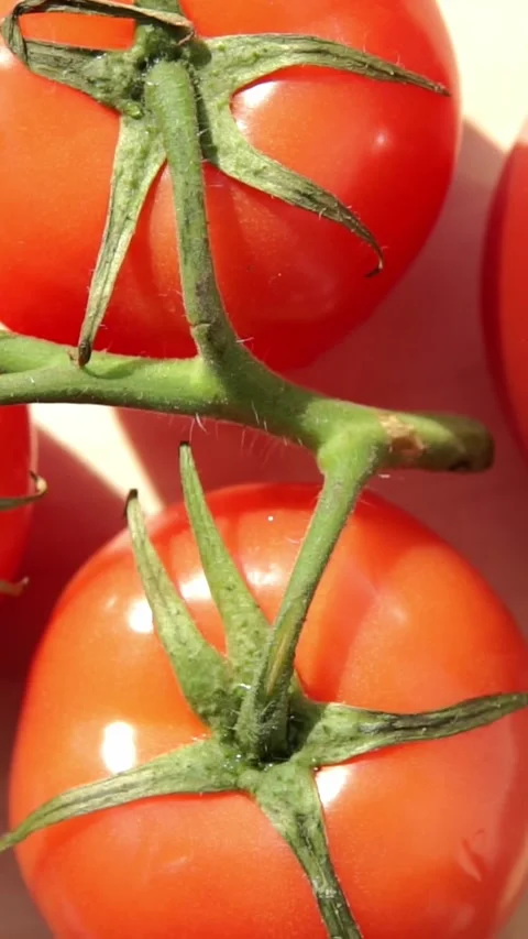Beautiful macro view of fresh red tomatoes hanging on green vines 스톡 동영상 346774219