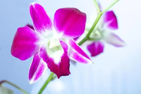 Beautiful macro view Orchid  isolated on a color background Stock Photos