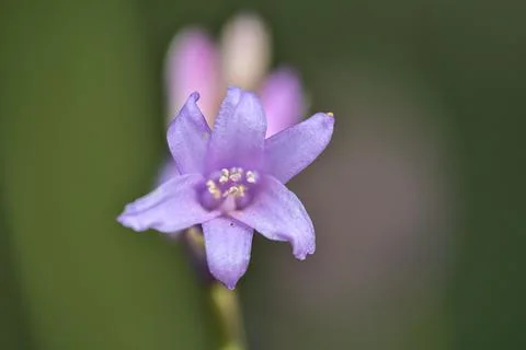 Beautiful macro view of single spring bluebell (Hyacinthoides non-scripta) Stock Photos