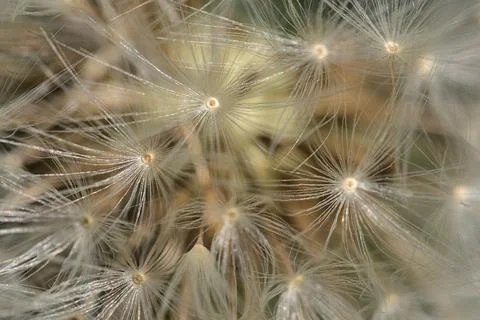 Beautiful macro view of spring soft and fluffy dandelion flower clock seeds Stock Photos