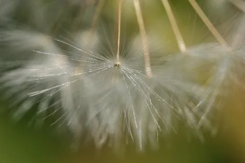 Beautiful macro view of spring soft and fluffy dandelion flower clock seeds Stock Photos