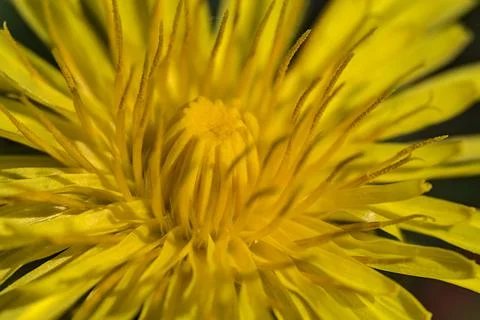 Beautiful macro view of spring yellow dandelion (Taraxacum officinale) flower Stock Photos