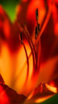 Beautiful Macro View of the Steman, filament and Anther of a dark orange Daylily Stock Photos