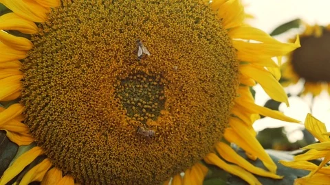 Beautiful macro view of a sunflower in full bloom with a bee collecting pollen. Stockbeeldmateriaal 107601347