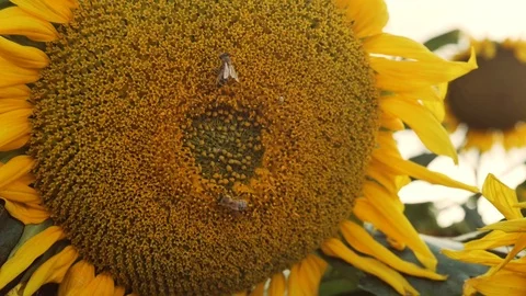 Beautiful macro view of a sunflower in full bloom with a bee collecting pollen. Stock Footage 107601402