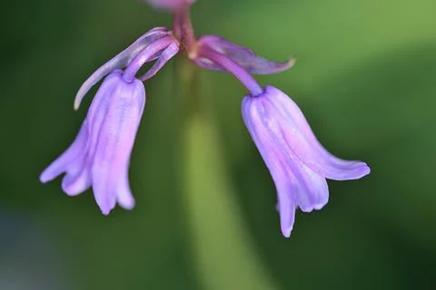 Beautiful macro view of two spring bluebell (Hyacinthoides non-scripta) flowers Stock Photos
