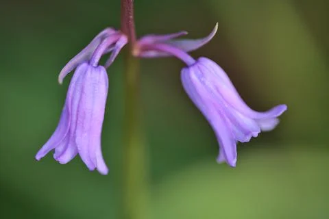 Beautiful macro view of two spring bluebell (Hyacinthoides non-scripta) flowers Foto stock