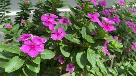 Beautiful Madagascar or Periwinkle or Vinca flowers in the park Stock Footage 282790300