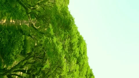 Beautiful Magic forest De Djawatan in East Java, Indonesia. Vertical drone video Stock Footage 261176713