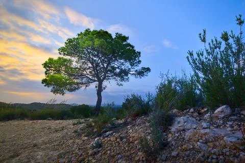 Beautiful magic tree standing in stony field. Sunset light in the sky. Stock Photos