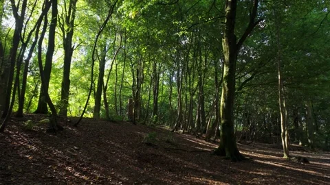 Beautiful magical forest with side light Video stock 317782901
