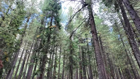 Beautiful Magical Forest,Looking Up, Tree Trunk Branches from Below Nature G Video stock 287193330