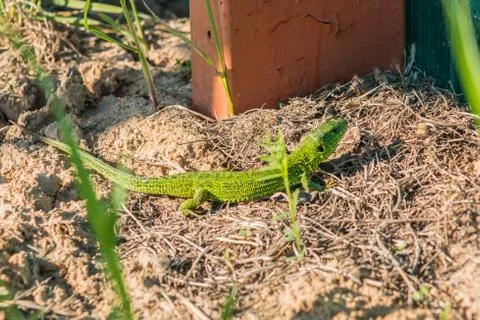 Beautiful magical green lizard in the spring on the sun macro Stock Photos