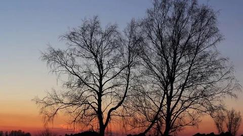 Beautiful magical landscape image with trees silhouette at sunset. Stock Footage 74541683