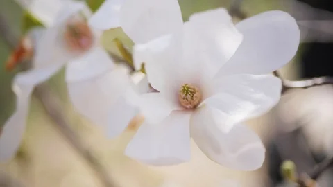Beautiful magnolia blossom, 4k Stock Footage