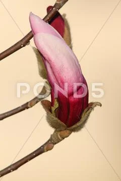 Beautiful magnolia flower ready to emerge over out of focus background Stock Photos