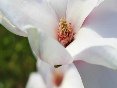 Beautiful magnolia flowers in the spring. Stock Footage 74836619
