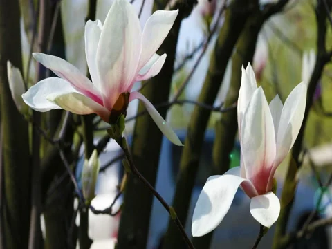 Beautiful magnolia flowers in the spring. Stock Footage 74836989