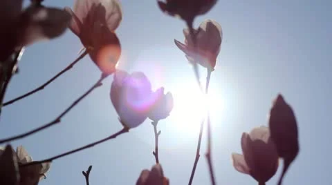 Beautiful magnolia Stock Footage 10866580