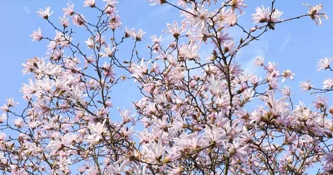 Beautiful magnolia tree with blue sky in spring Stock Footage