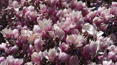 Beautiful Magnolia Tree Stock Footage 188176339
