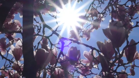 Beautiful Magnolia Tree Stock Footage 188176370