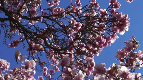 Beautiful Magnolia Tree Stock Footage 188176376