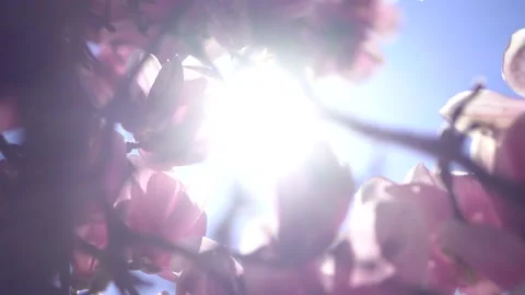 Beautiful Magnolia Tree Stock Footage 188176527