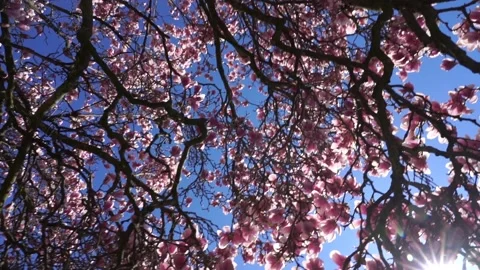 Beautiful Magnolia Tree Stock Footage 188176532