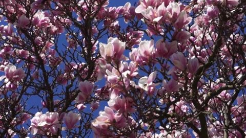 Beautiful Magnolia Tree Stock Footage 188176600