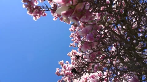 Beautiful Magnolia Tree Stock Footage 188176644