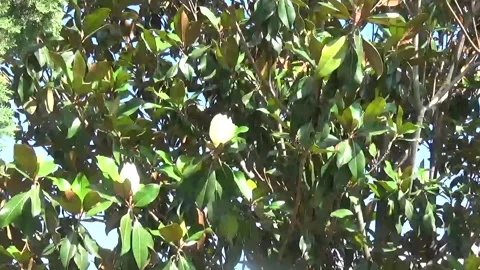 A beautiful magnolia tree sways in the wind Video stock 335700261