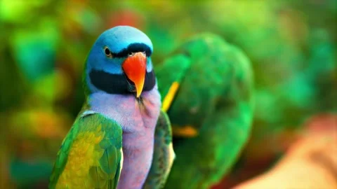Beautiful malabar parakeets sitting together on branch in wild forest. Stock-Footage 341388099