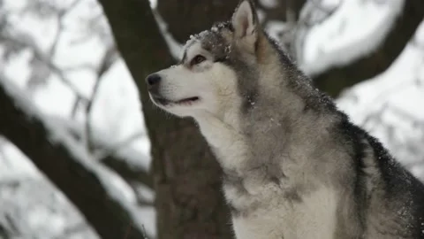 Beautiful malamute and winter tree, slow motion 库存影片 100221247