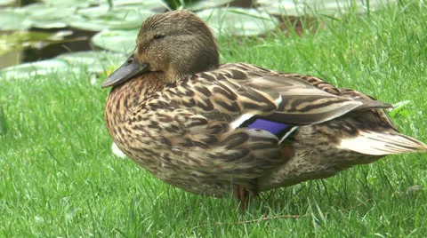 Beautiful mallard duck closeup Stock Footage 24863392