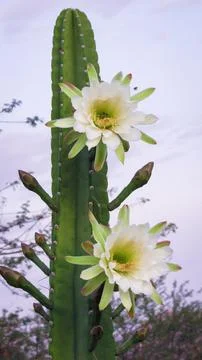 Beautiful Mandacaru cactus showcasing its large, delicate white flowers and.. Stock Photos