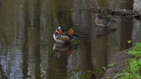 Beautiful Mandarin Duck Clean Itself in Slow Motion Stock Footage 74066501