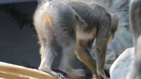 Beautiful mandrill closeup, baboon monkey with colorful face and butt. Stock Footage 250147238
