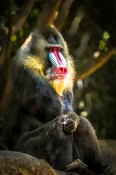 Beautiful Mandrill Stock Photos