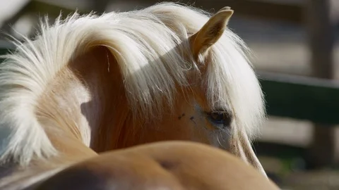 Beautiful mane on horse's back Stock Footage 103783427