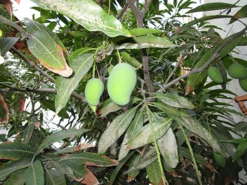 Beautiful mango fruit Stock Photos
