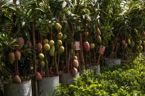 A beautiful Mango hanging on the mango tree. This is a delicious fruit. Mango Stockfoto's