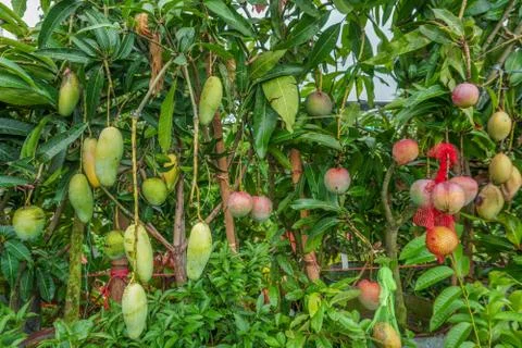 A beautiful Mango hanging on the mango tree. This is a delicious fruit. Stock Photos